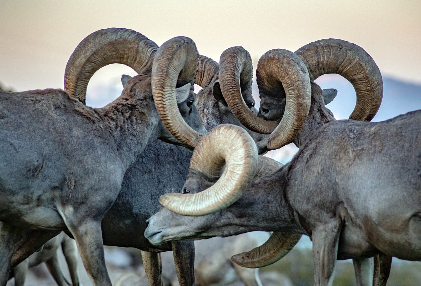 Collyer bighorns